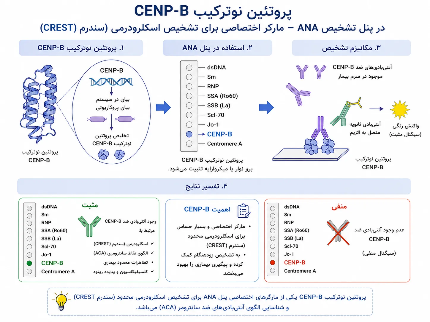 CENP-B