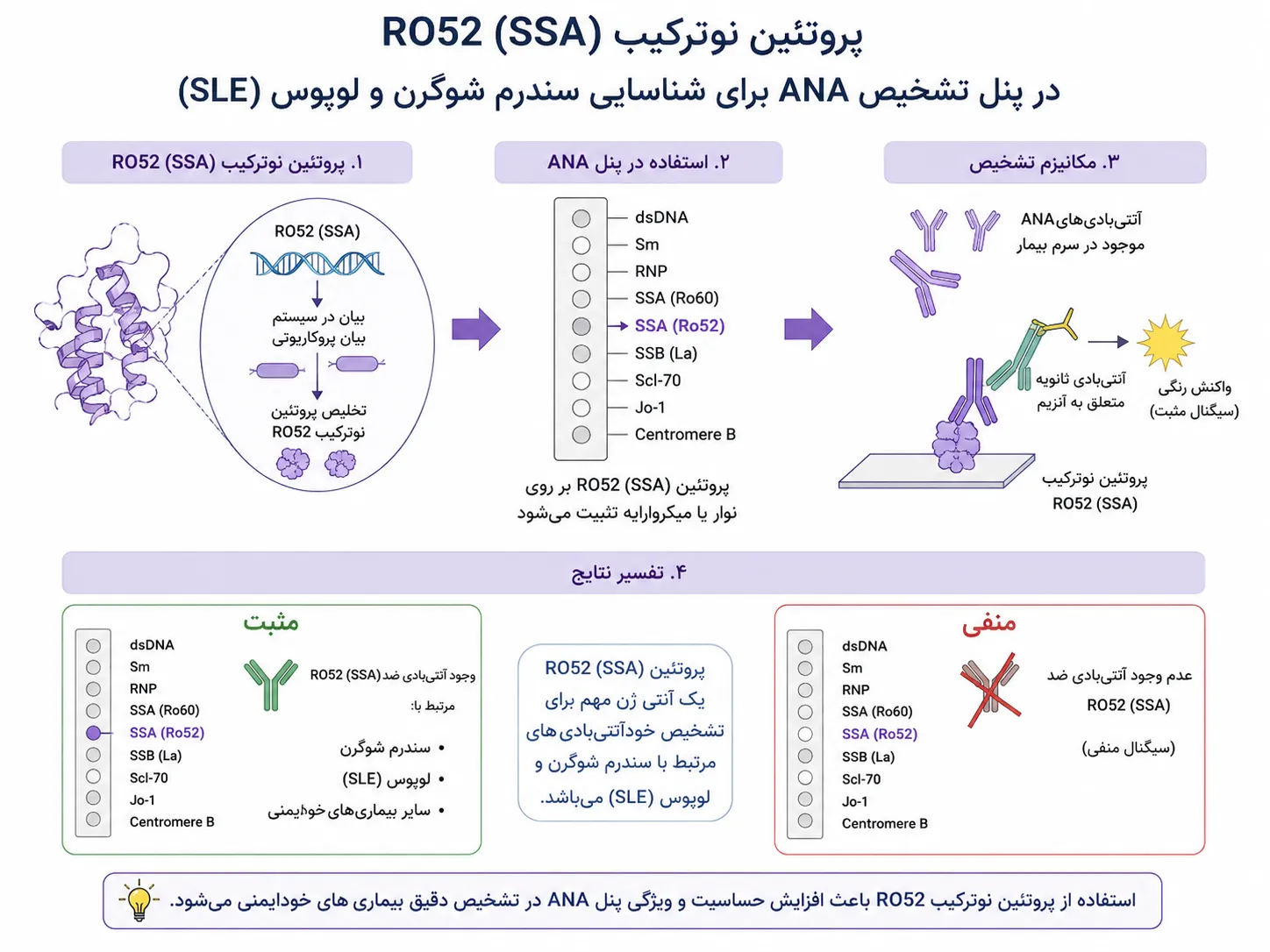 SSA Ro52