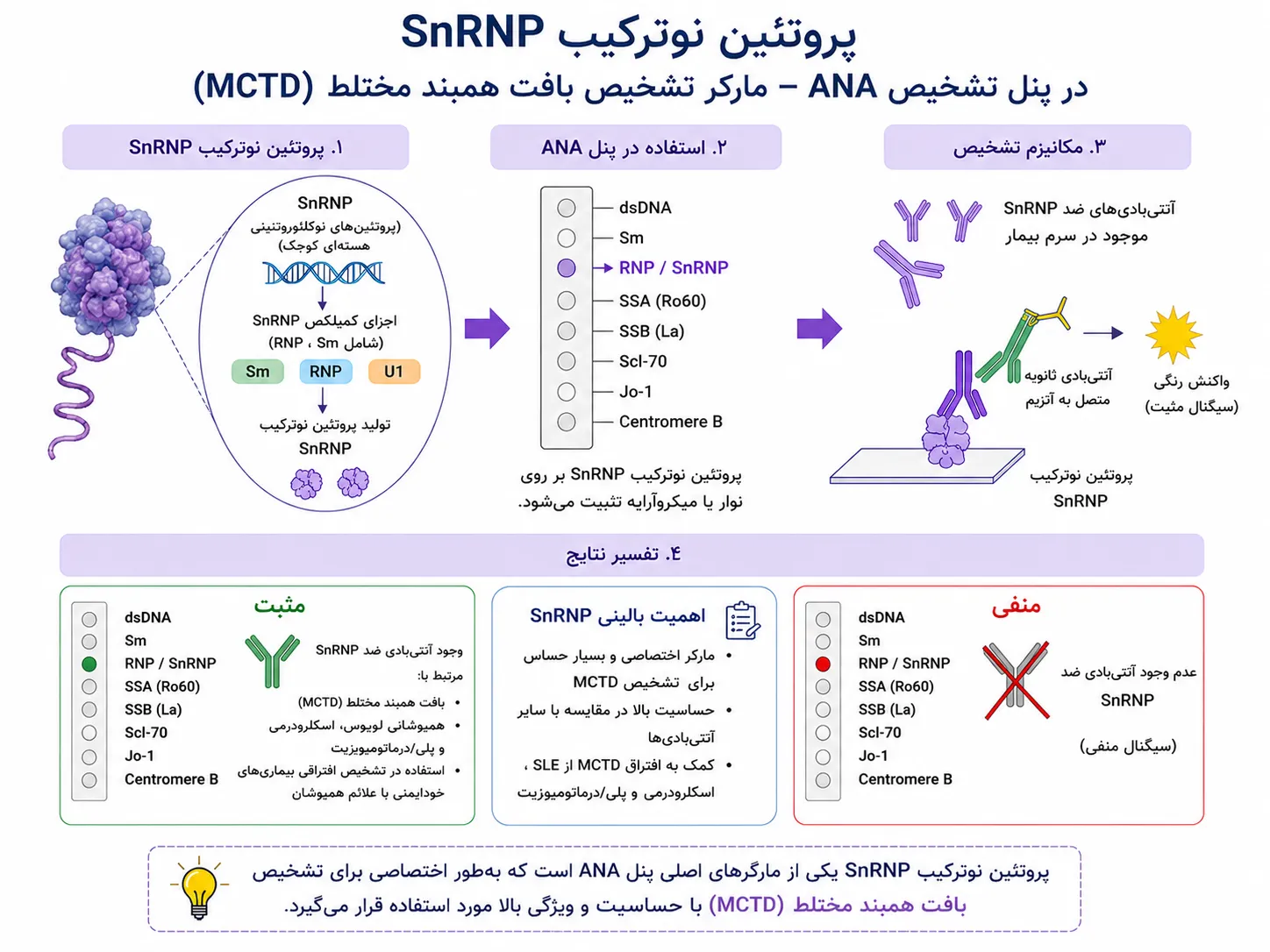snRNP