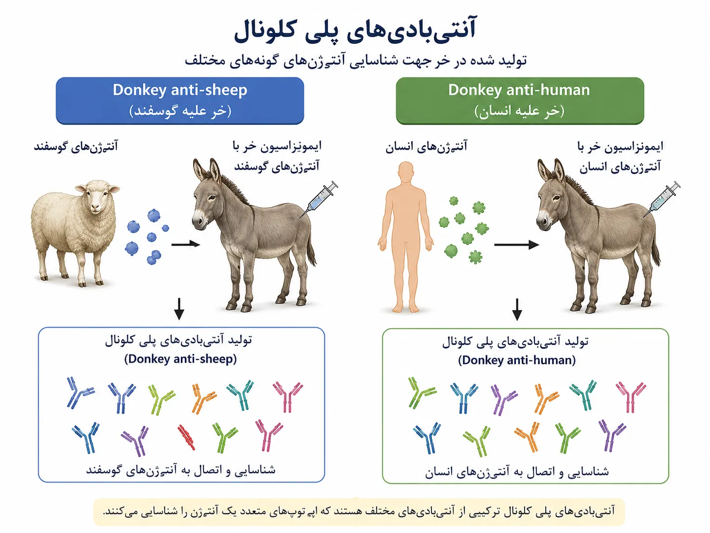 Donkey anti human IgG