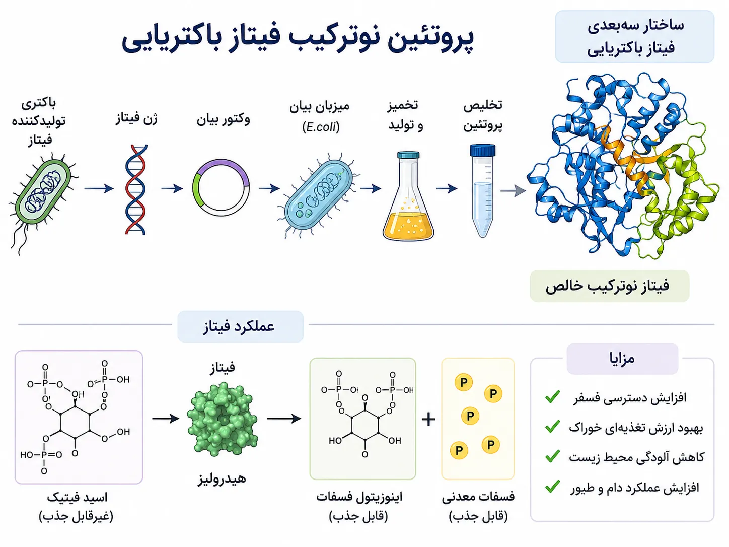 فیتاز