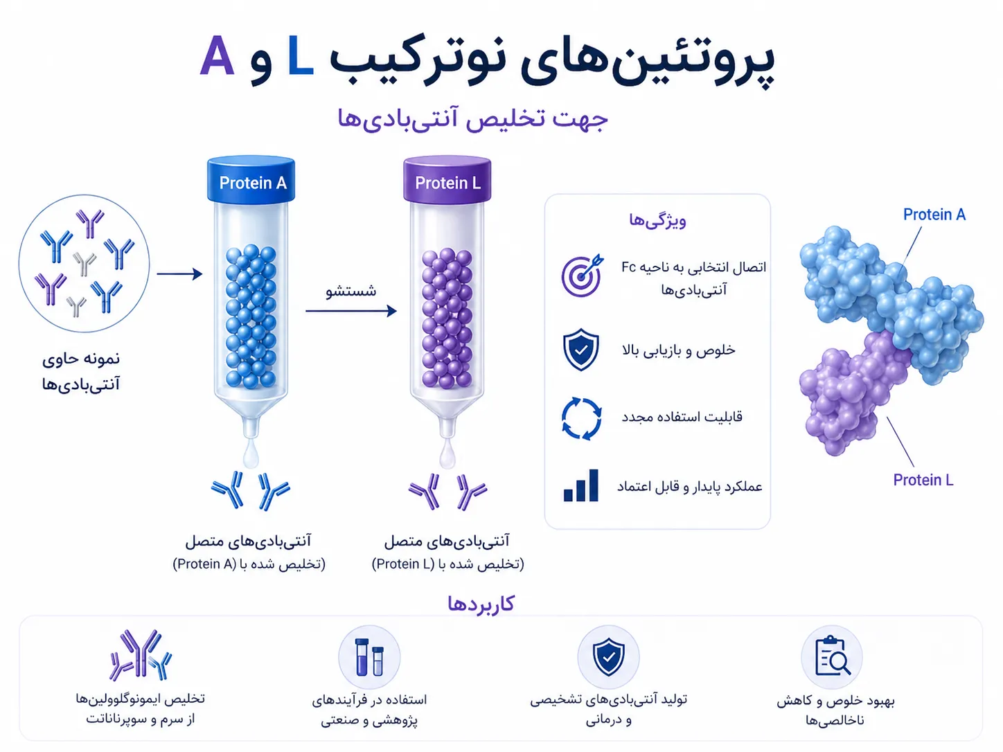 پروتئین L