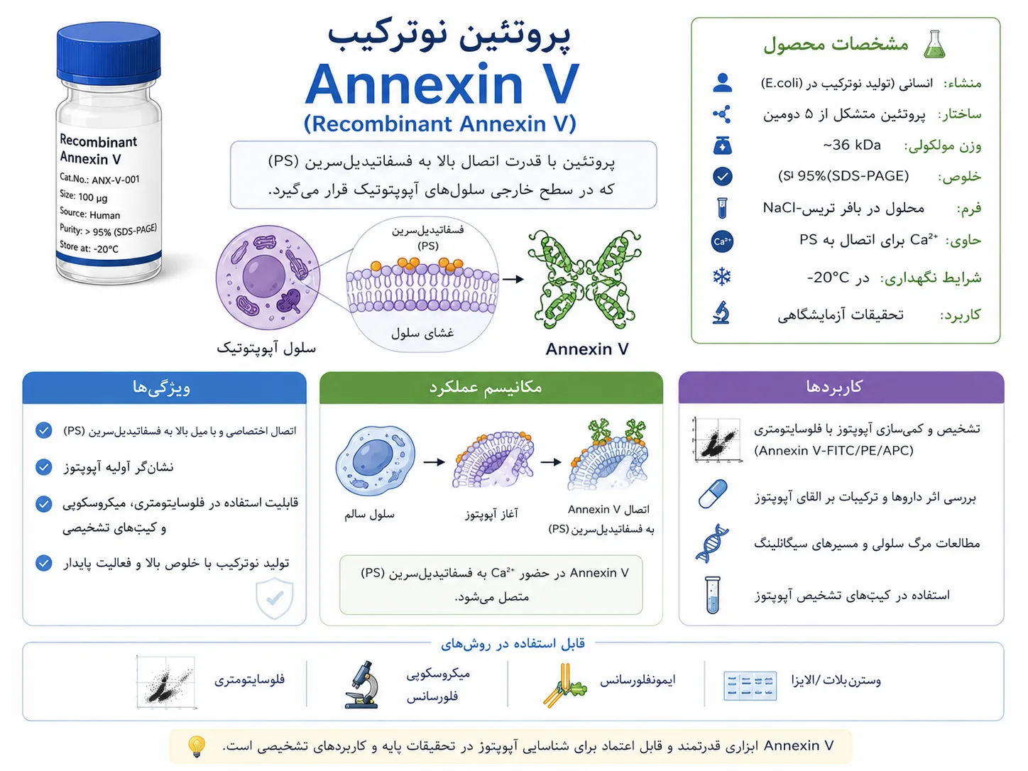 آنکسین V