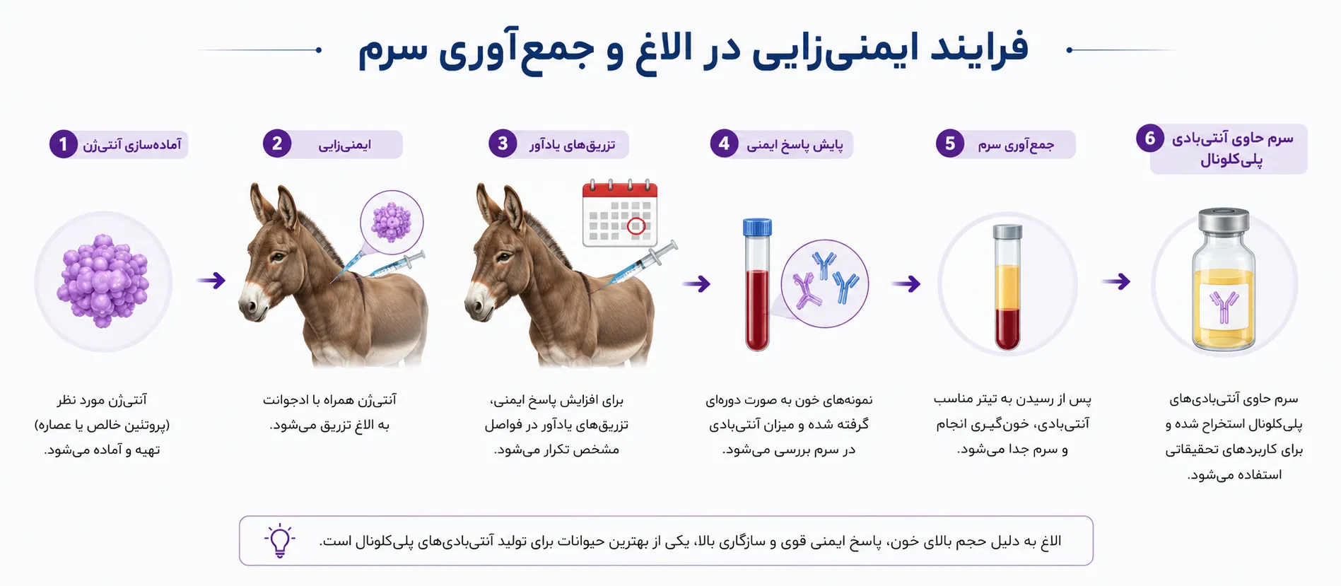 فرایند تولید آنتی بادی در الاغ